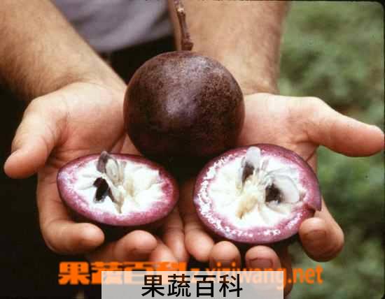 果蔬百科金星果图片 金星果怎么吃