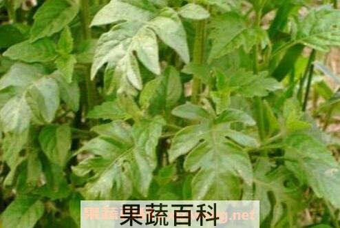 野茄子叶可以吃吗