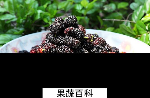 果蔬百科吃桑果的好处
