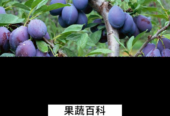 果蔬百科李子的功效与作用