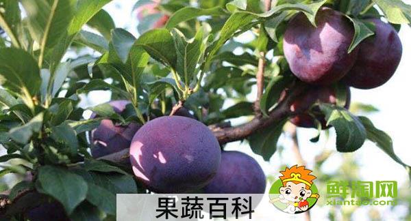 黑布林硬的能吃吗，吃了硬的黑布林咋办