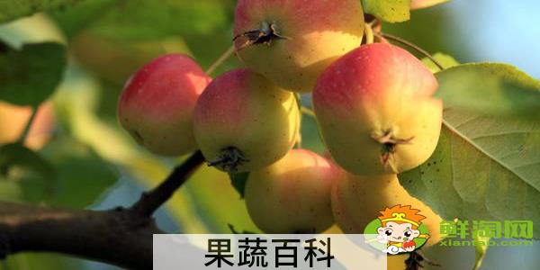 绚丽海棠果实能吃吗，海棠树的果实怎么不一样
