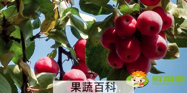 绚丽海棠果实能吃吗，海棠树的果实怎么不一样