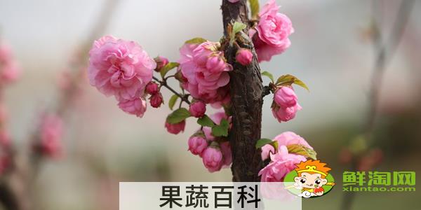 绚丽海棠果实能吃吗，海棠树的果实怎么不一样