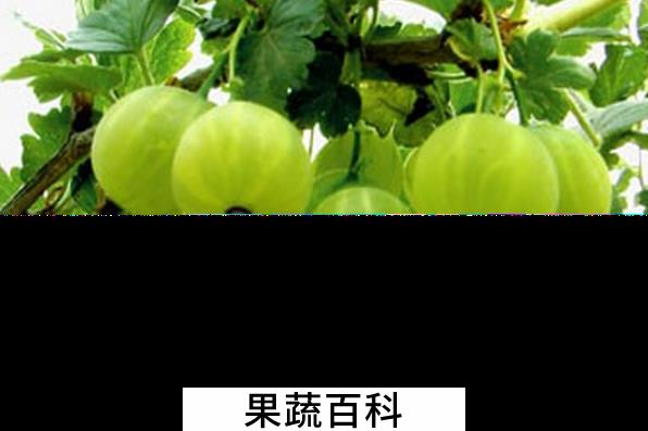 果蔬百科醋栗的营养价值与功效