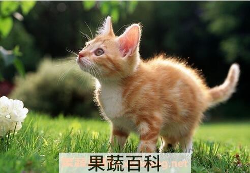 猫肉的营养价值与功效与作用