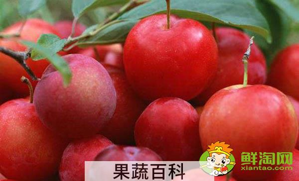 红布林怎么吃不酸，红布林一天可以吃几个