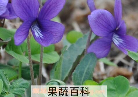 野茄子泡酒的功效与作用
