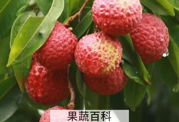果蔬百科多吃荔枝的坏处
