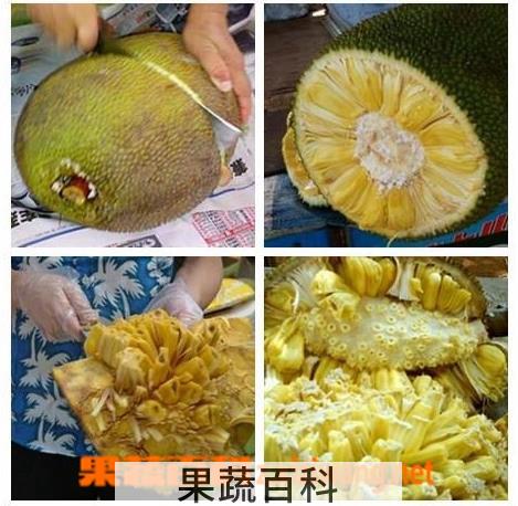 果蔬百科菠萝蜜怎么吃 菠萝蜜如何打开