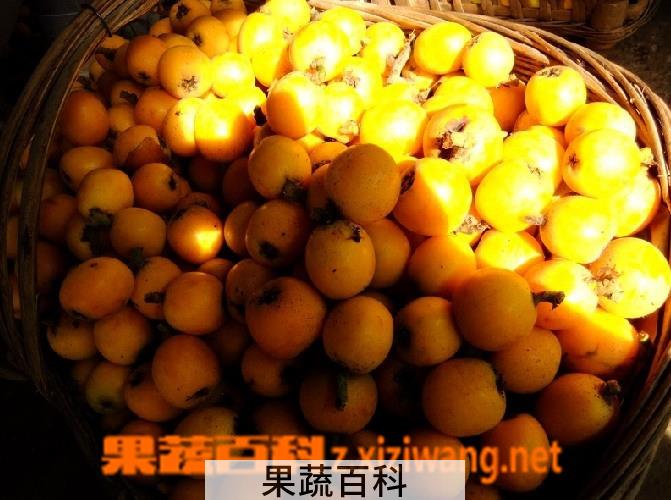 果蔬百科野枇杷果的功效和作用