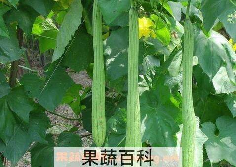 丝瓜中毒症状