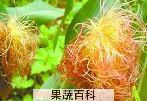 玉米丝的功效