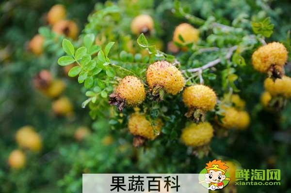 野生刺梨泡酒怎么泡好吃，刺梨泡酒怎么泡要加糖吗