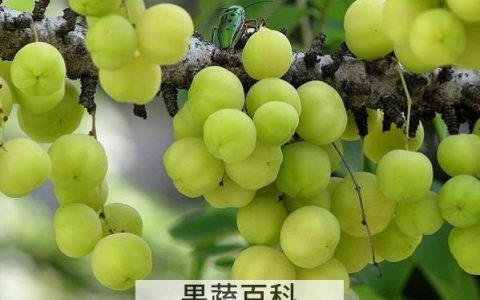 醋栗有什么功效与作用 醋栗怎么吃好吃