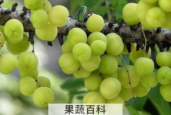 果蔬百科醋栗的常见吃法