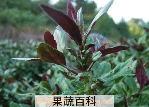 补血菜的功效与作用