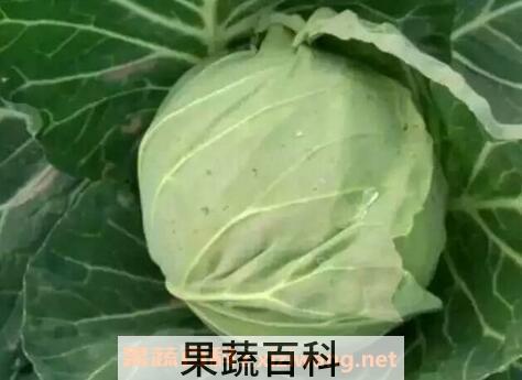 平包菜的功效与作用