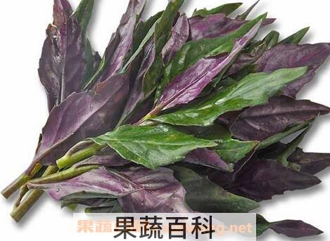 紫背菜营养价值食用方法及禁忌