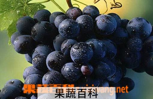 果蔬百科黑色葡萄的功效