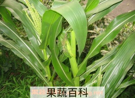 玉米叶的功效与作用