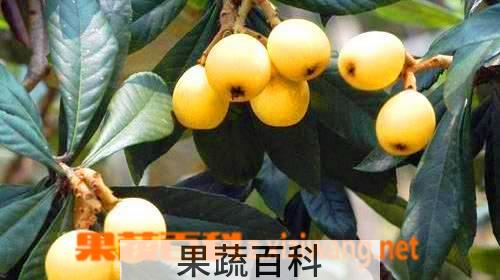 果蔬百科新鲜枇杷怎么保存