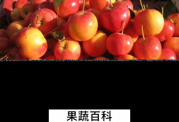 果蔬百科沙果的功效与作用
