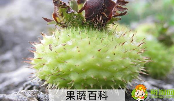 刺梨泡水可以天天喝吗，刺梨是怎样长时间保存