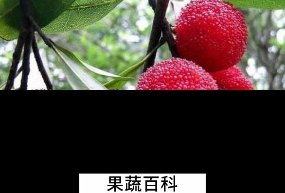 果蔬百科杨梅的营养价值与功效