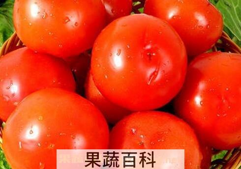 西红柿不能和什么一起吃