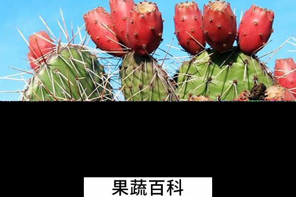 果蔬百科仙人掌果实能吃吗