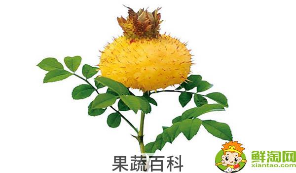 刺梨一次吃几个合适，野刺梨怎么吃