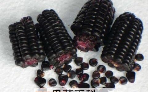 紫玉米的营养价值和功效 紫玉米有什么好处和营养