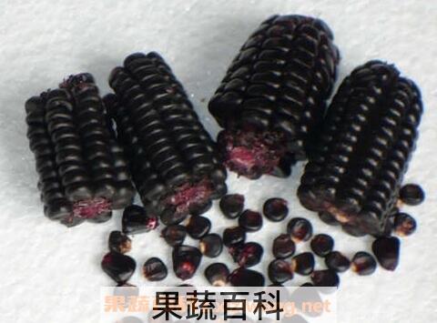 紫玉米的营养价值