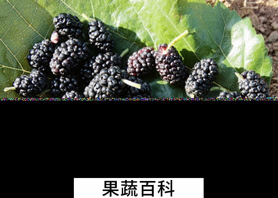 果蔬百科桑葚的食疗功效