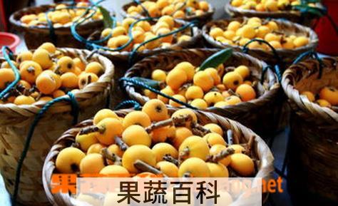 果蔬百科野枇杷图片 野枇杷有什么好处