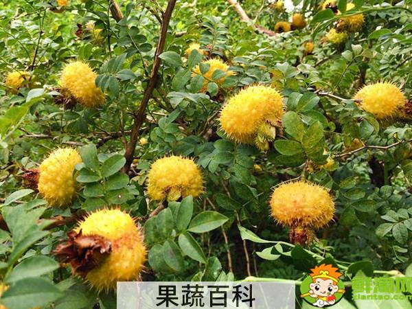刺梨泡酒不破开可以吗，刺梨和什么泡酒最好