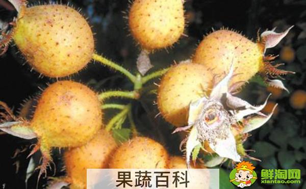刺梨泡酒不破开可以吗，刺梨和什么泡酒最好