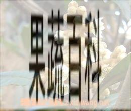 果蔬百科野生枇杷根的功效与作用