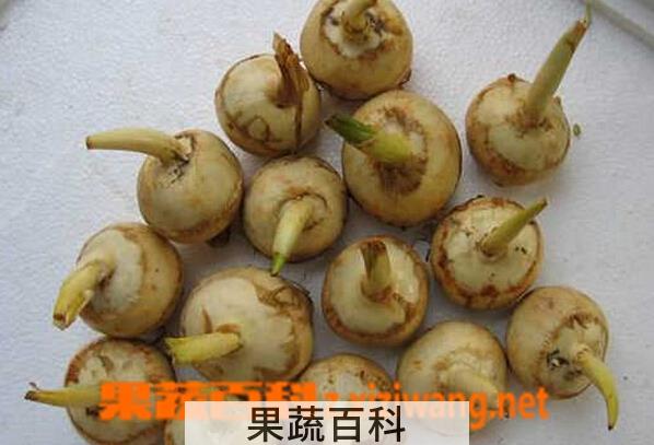 果蔬百科慈菇的功效与作用