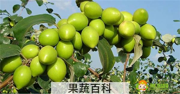 青枣和红枣是一个品种吗，台湾大青枣最新品种