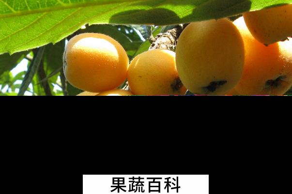 果蔬百科吃枇杷的好处