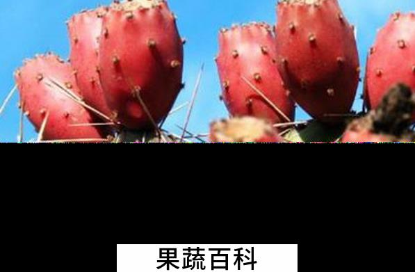 果蔬百科仙人掌果怎么吃