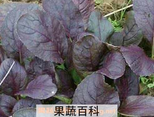 紫油菜和什么相克