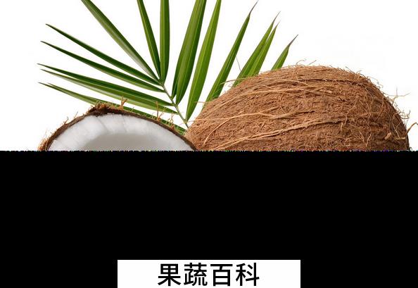 果蔬百科椰子的营养价值与功效