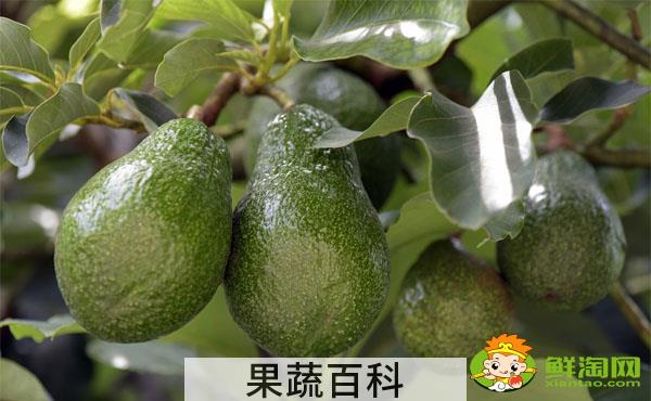 网购牛油果怎么挑，牛油果怎么挑选哪种最好