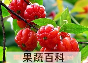 果蔬百科巴西红果的营养价值