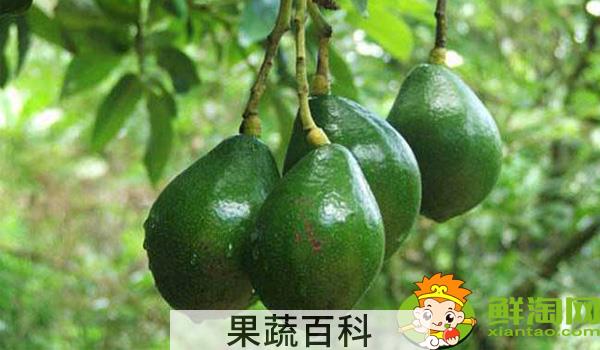 牛油果怎么吃好吃，牛油果的营养价值