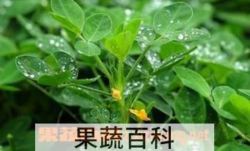 果蔬百科花生叶的作用和功效