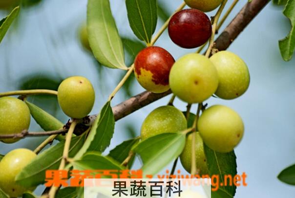 果蔬百科酸枣的功效与作用